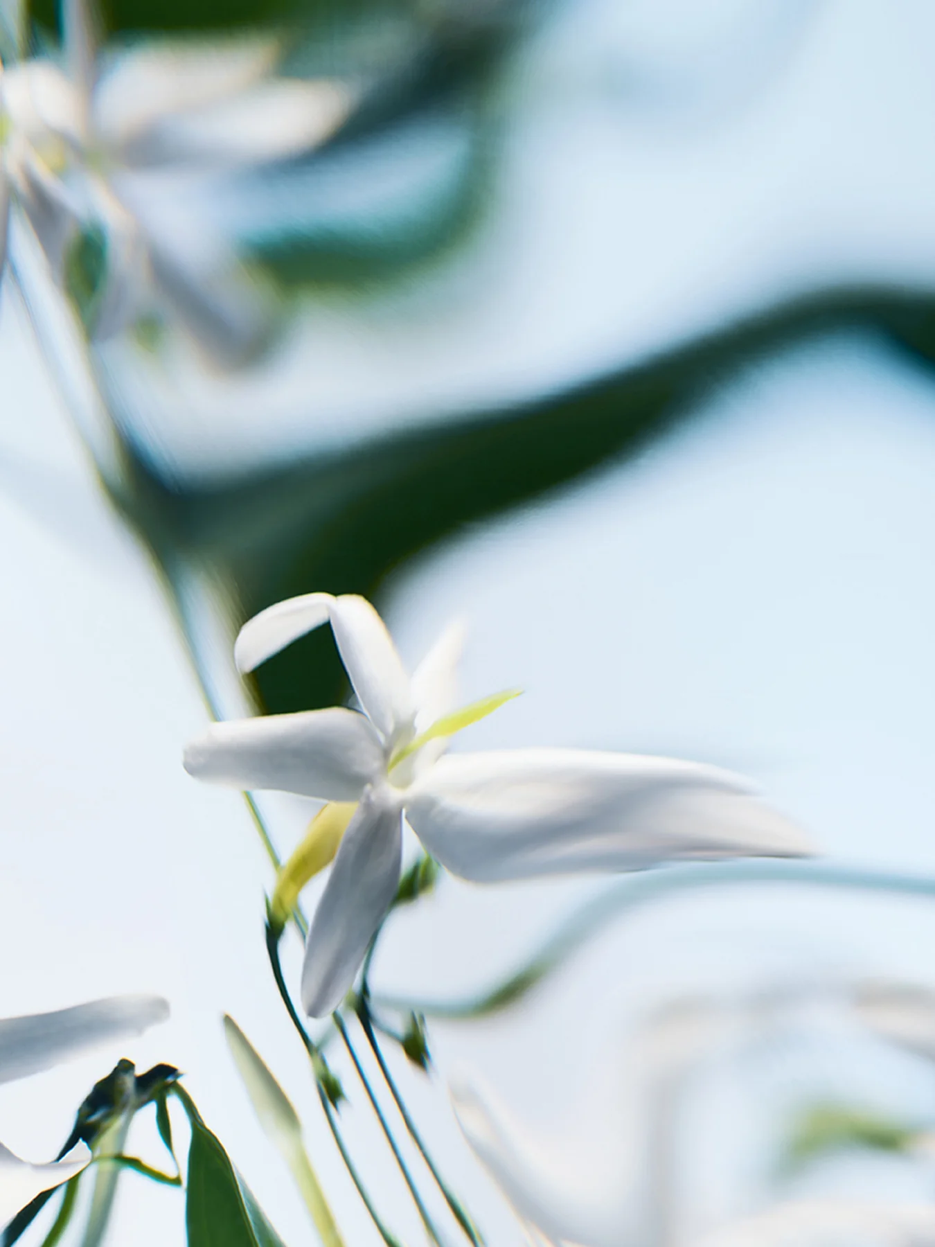 Blanche Absolu de Parfum 100ml - Image 4