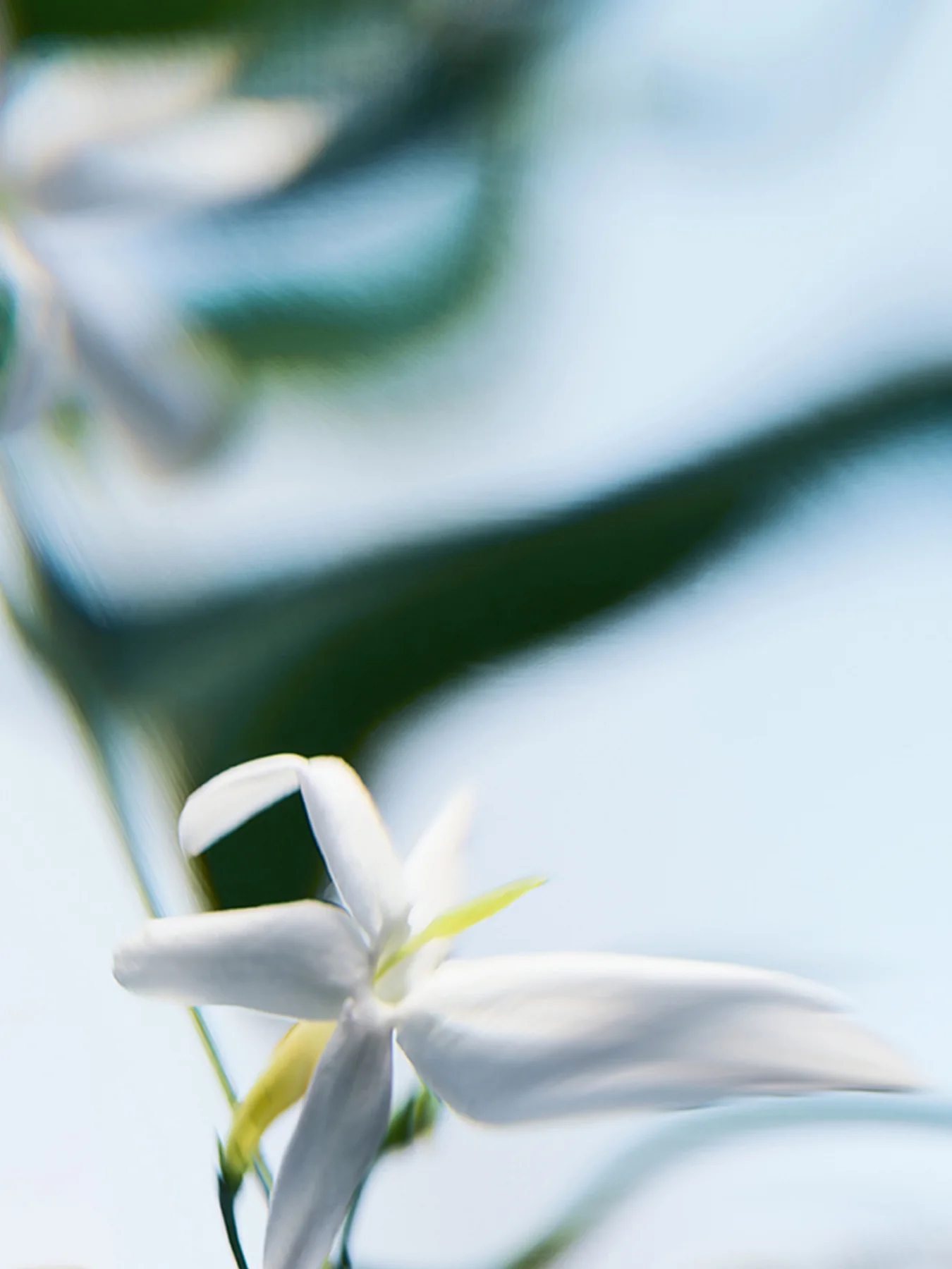 Blanche Absolu de Parfum 50ml - Image 4