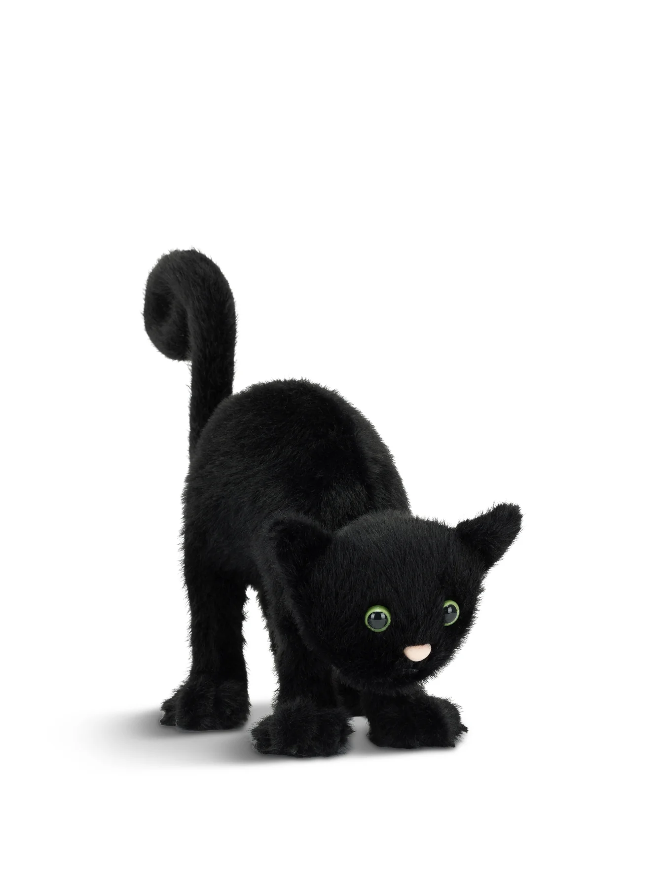 Spookipaws Cat