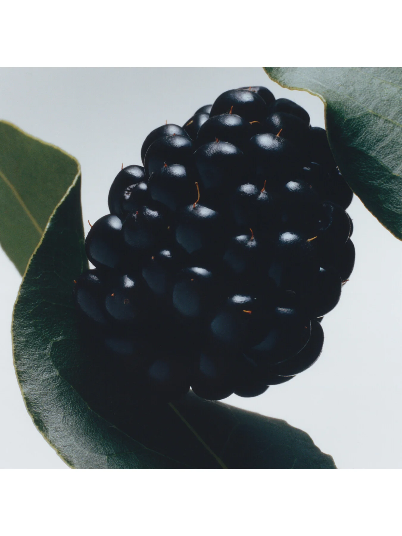 Blackberry and Bay Cologne 100ml - Image 3