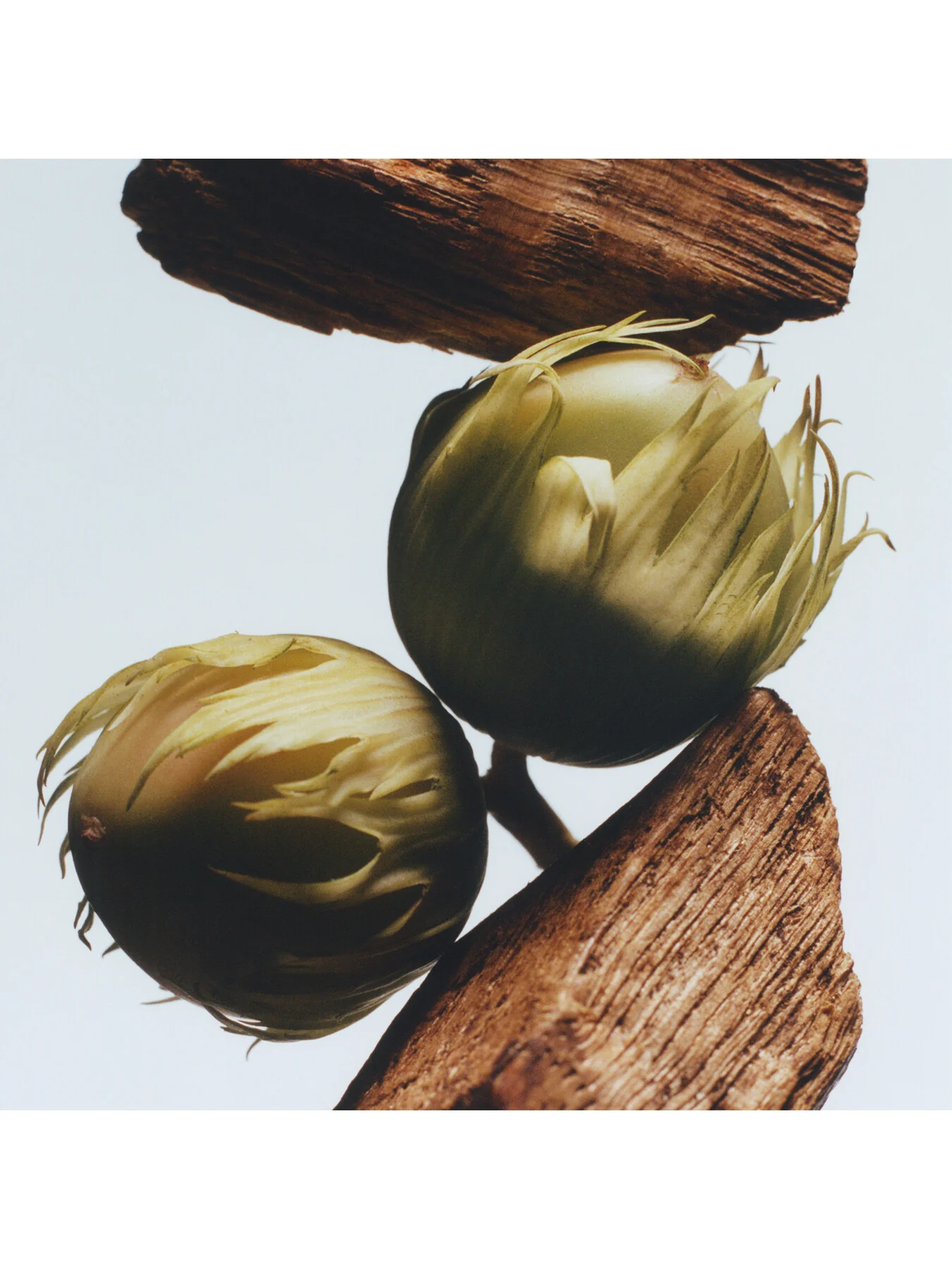 English Oak and Hazelnut Cologne 30ml - Image 3