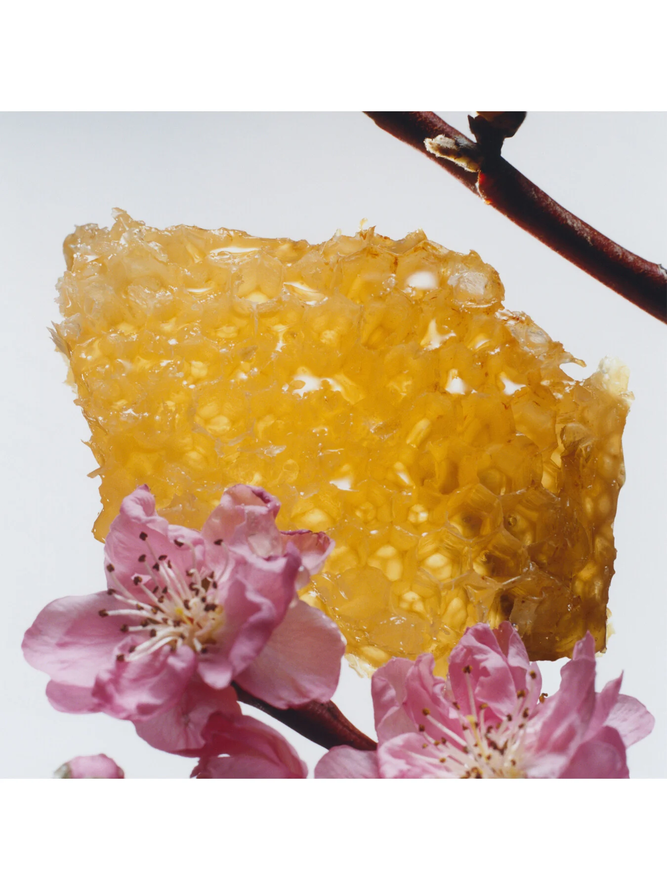 Nectarine Blossom and Honey Cologne 30ml - Image 3