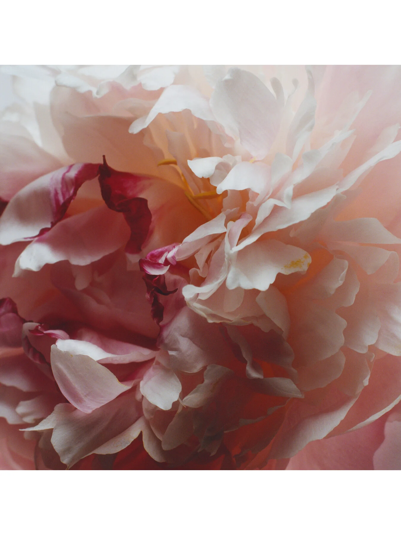 Jo Malone London Peony and Blush Suede Bath Oil 250ml - Image 3