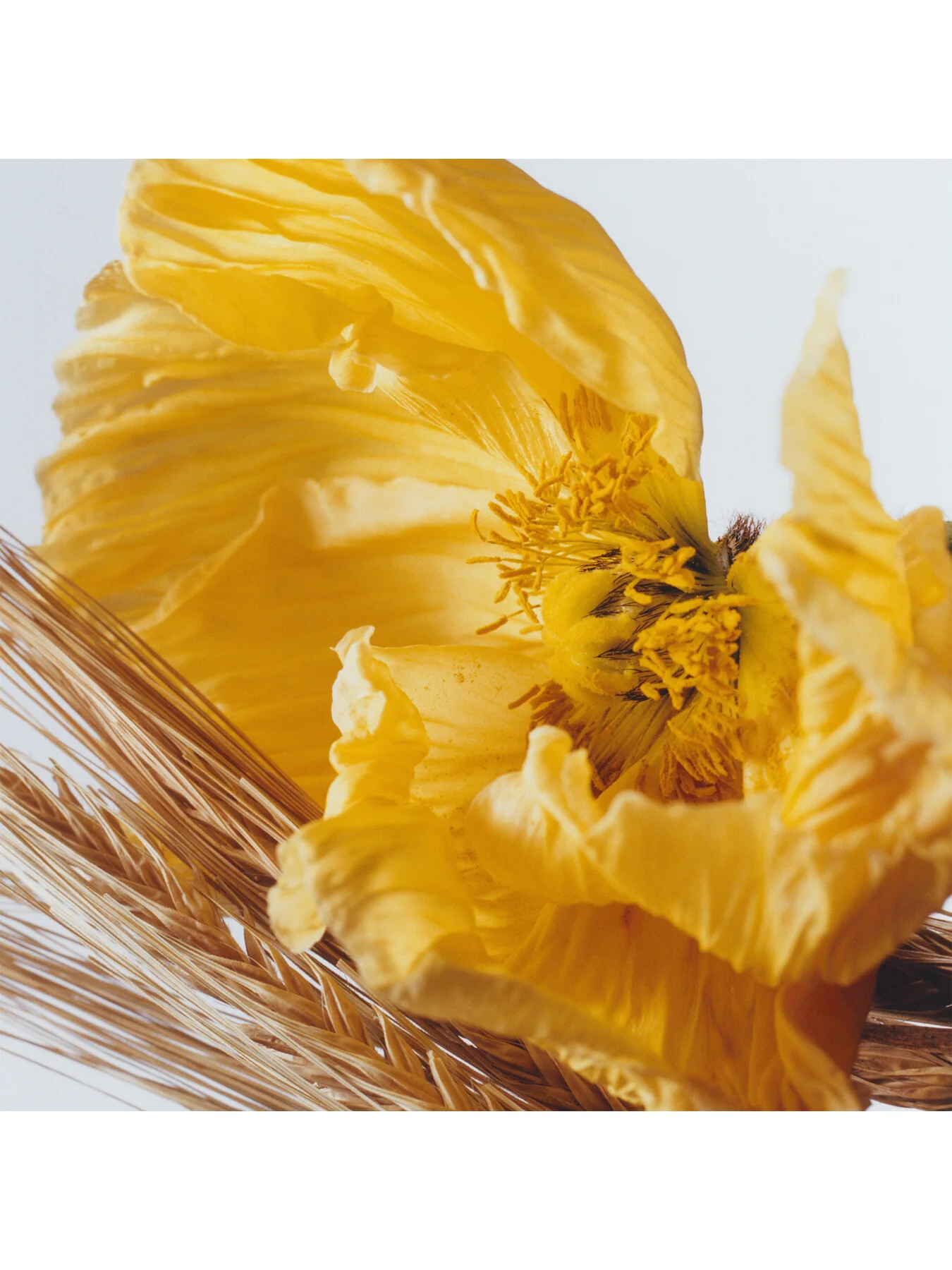 Poppy & Barley Cologne 100ml - Image 3