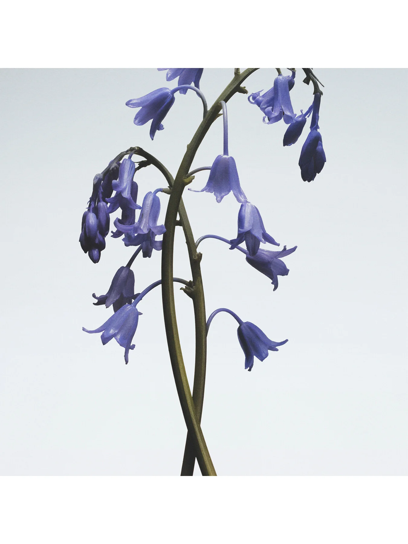 Wild Bluebell Cologne 30ml - Image 3