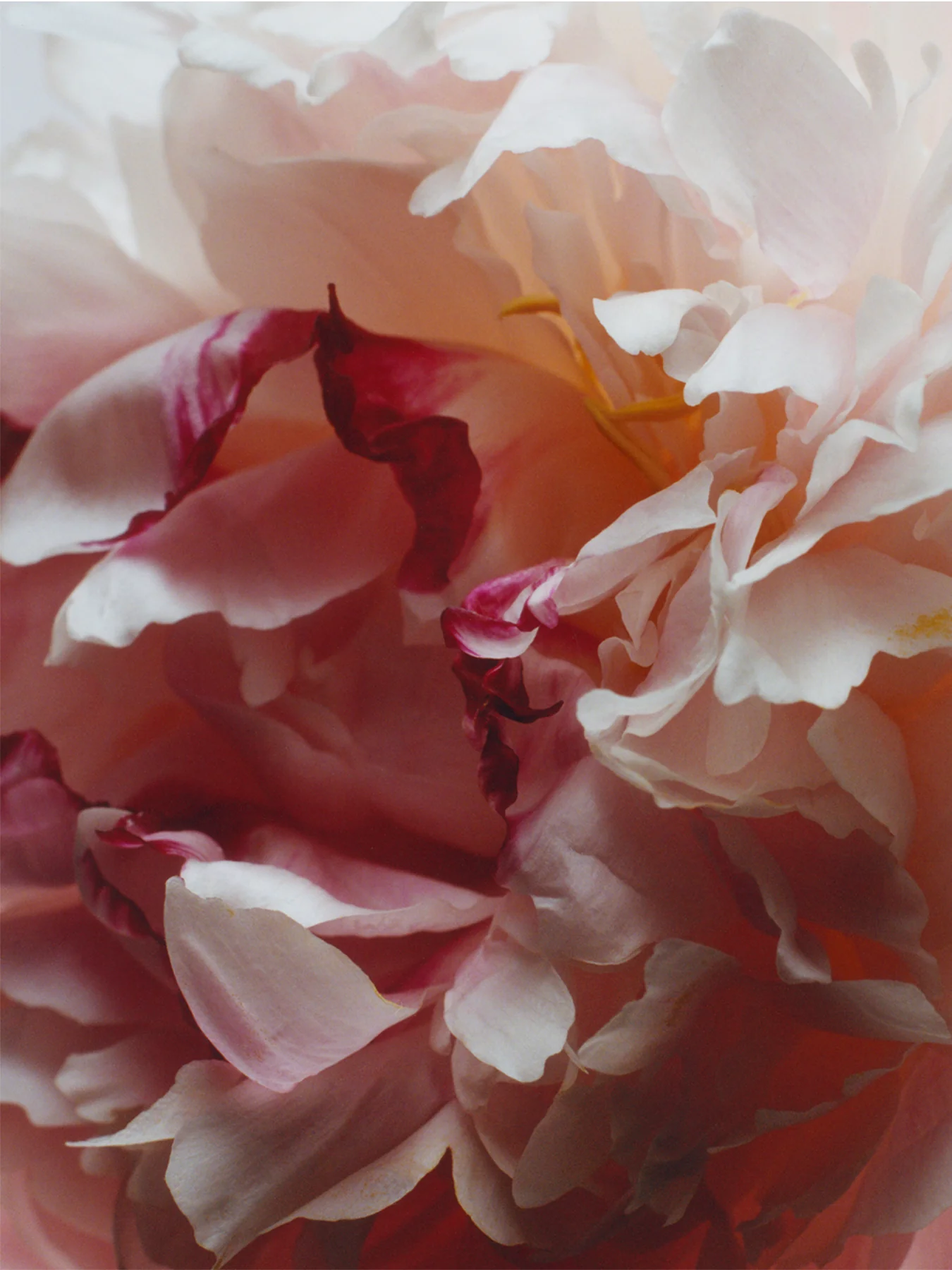 Peony & Blush Suede Diffuser Refill - Image 2