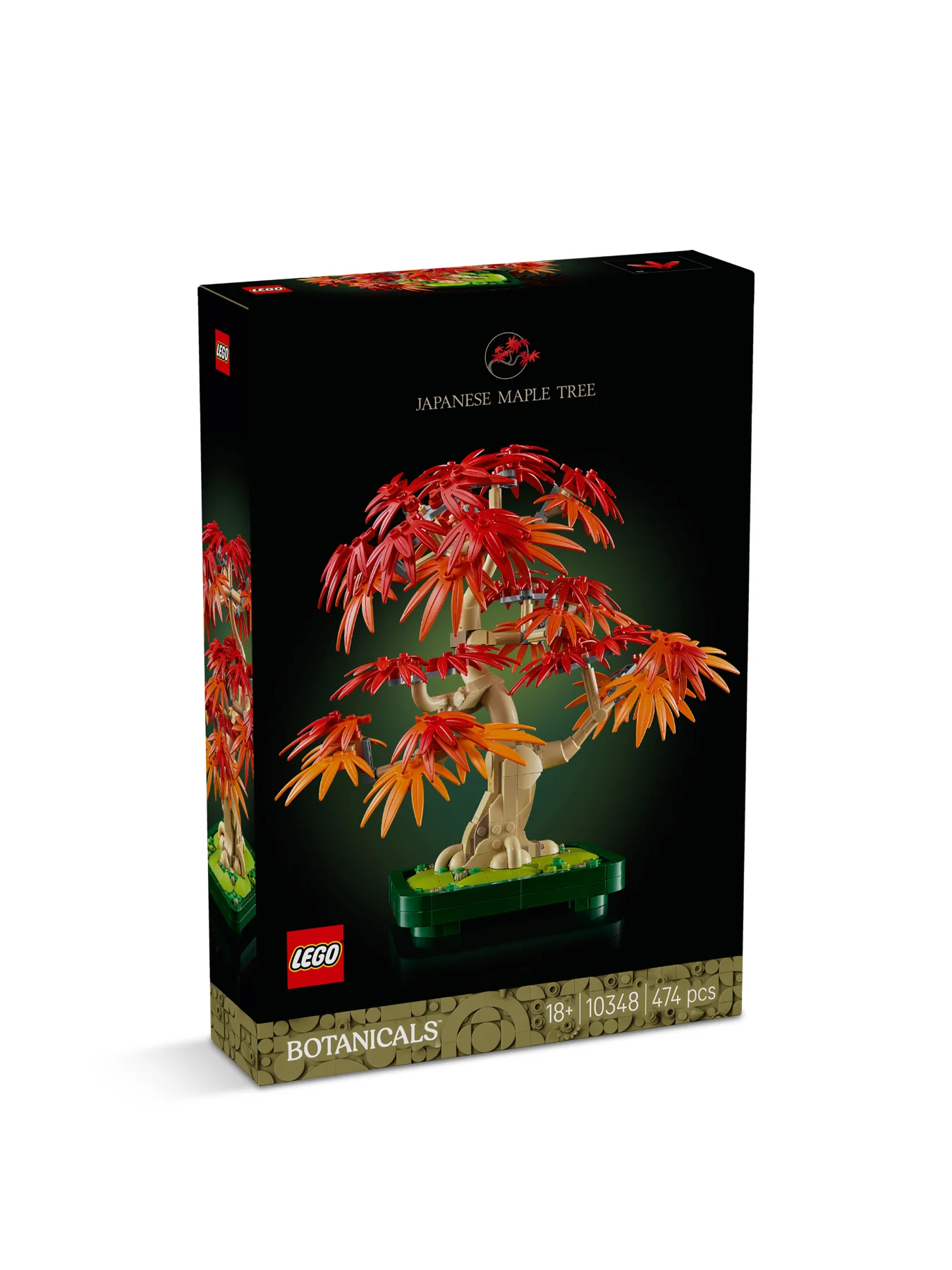Japanese Red Maple Bonsai Tree 10348