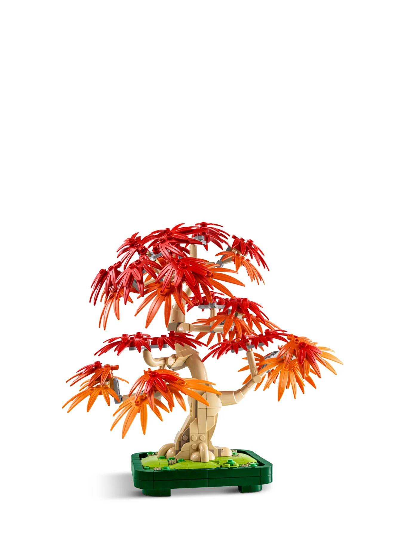 Japanese Red Maple Bonsai Tree 10348 - Image 2