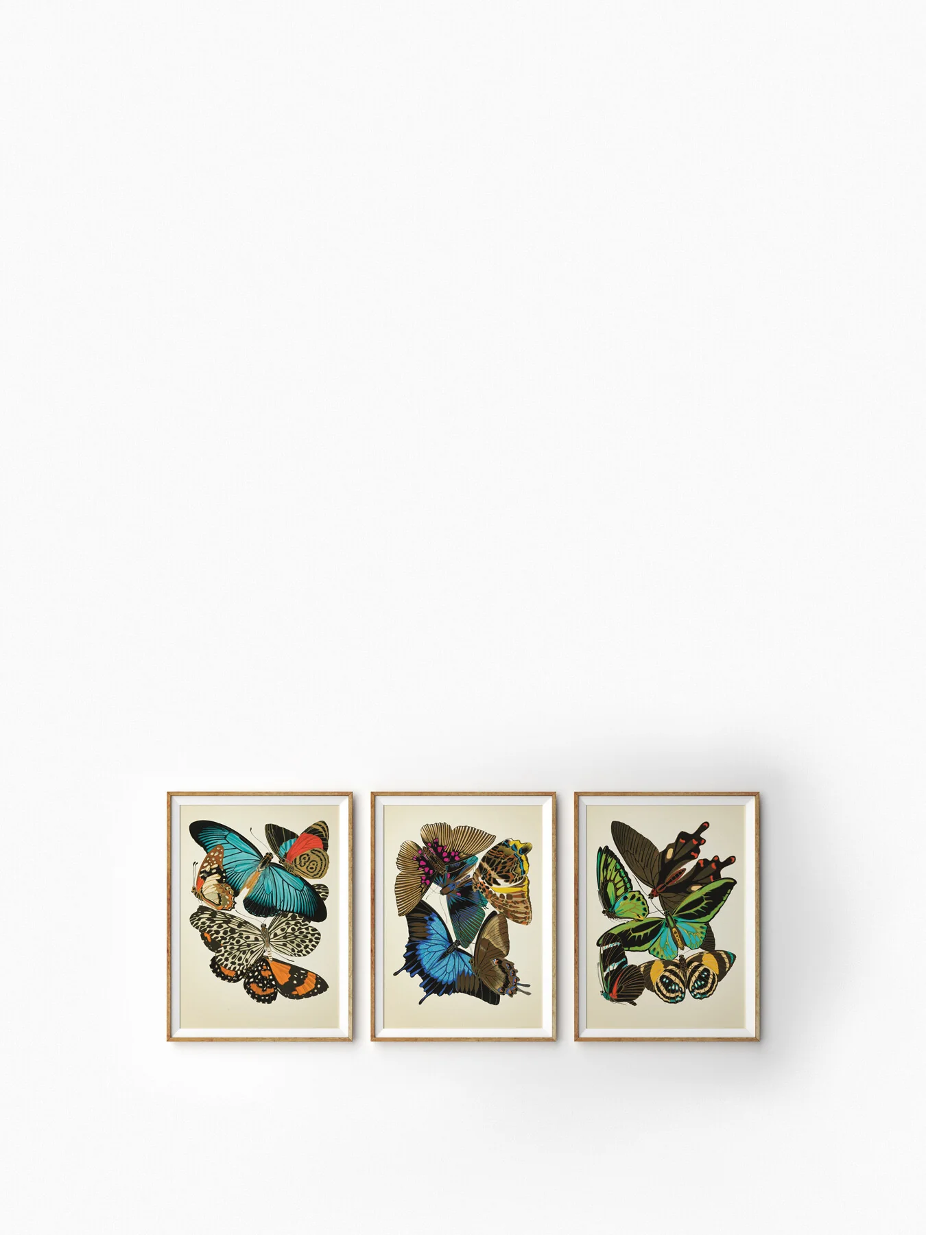 Butterfly Study II - Image 2